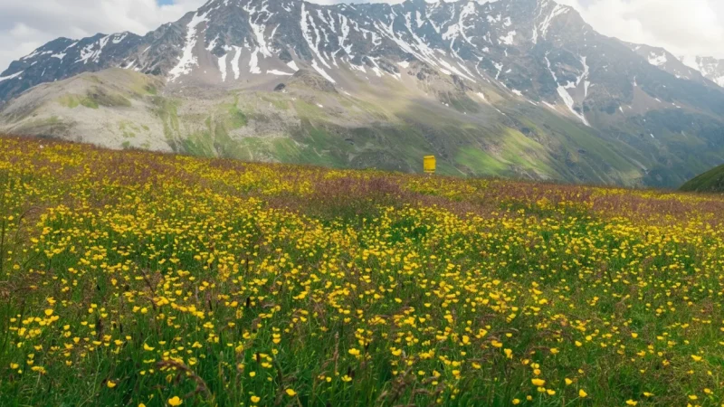 Alpine Meadows – Seasonal Flower Fields(3)