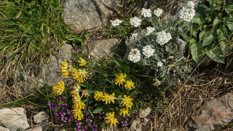 Alpine Meadows – Seasonal flower areas(2)