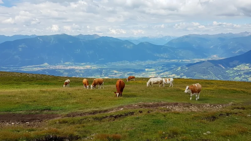 Alpine Pastures – Traditional Mountain Farms(4)
