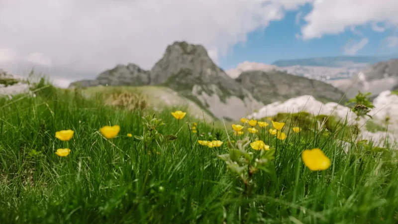 Alpine Wildflower Areas – Seasonal blooms(2)