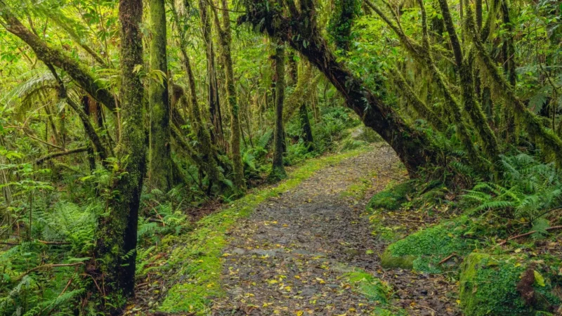 Alpine_Rainforest_Walks_тАУ_Lush_forest_trails_03