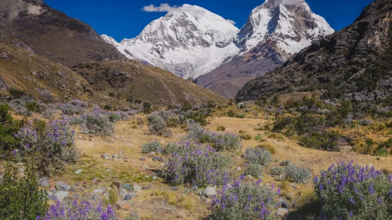 Andean_Meadows_–_High-altitude_grasslands__02