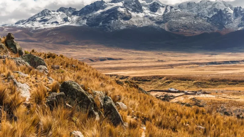 Andean_Meadows_–_High-altitude_grasslands__06