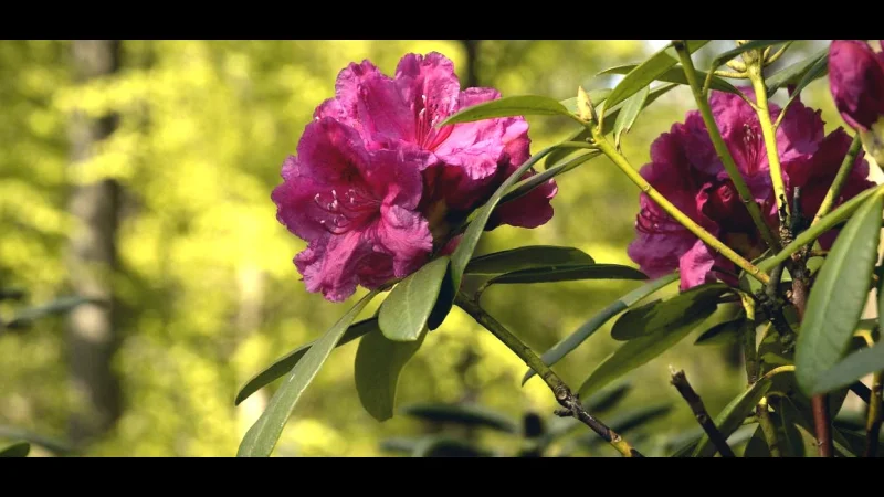 Annelund Park(4)