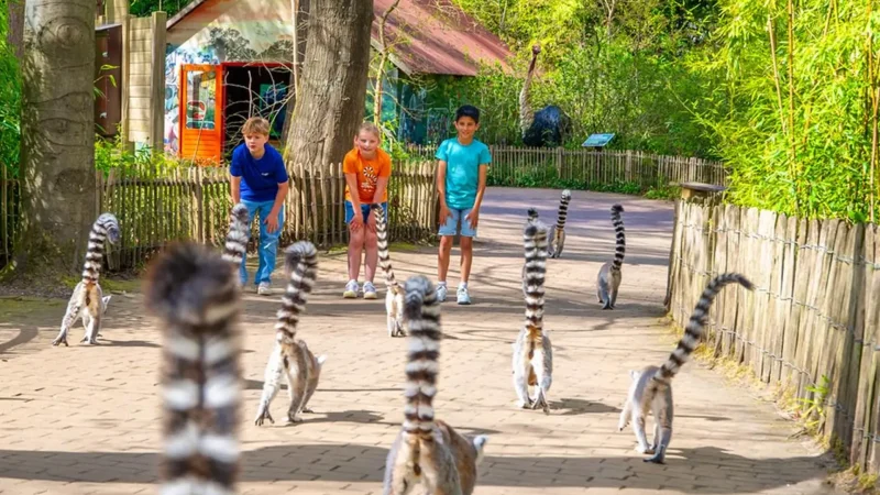 Apenheul_Primate_Park_02
