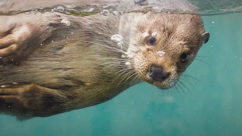 Aqua Aquarium & Wildlife Park – Wildlife exhibits(4)