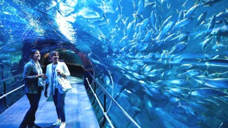 Aquarium(1)