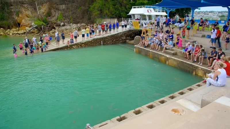 Aquascene – Fish feeding experience(5)