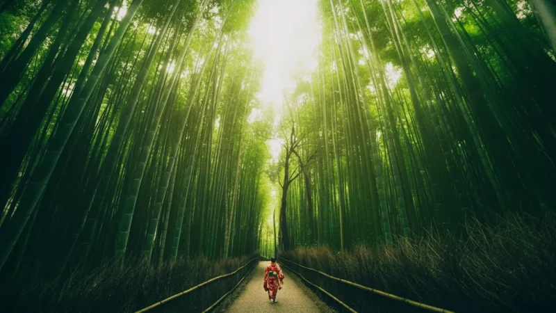 Arashiyama Bamboo Grove(2)
