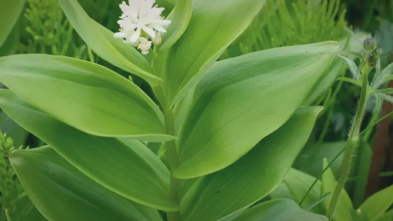 Arctic-Alpine Plants Area(5)