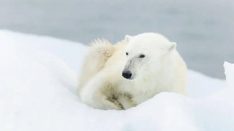 Arctic Photography Spots – Ice, Wildlife & Landscapes(6)