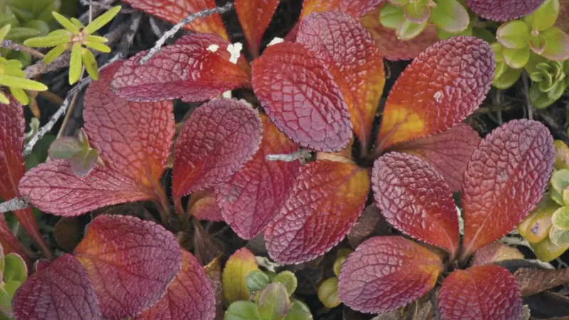 Arctic Tundra Areas – Plants(6)