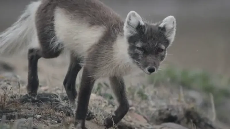 Arctic Wildlife Areas(1)