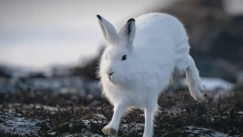 Arctic Wildlife Viewing Areas(5)