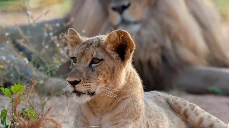 Attica_Zoological_Park_01