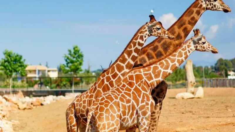 Attica_Zoological_Park_01