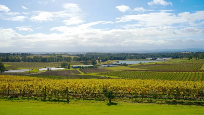 Audrey Wilkinson Vineyard(4)