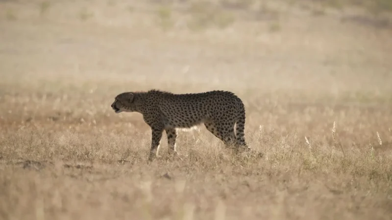 Auob_River_Valley_тАУ_Predator_viewing_routes_04