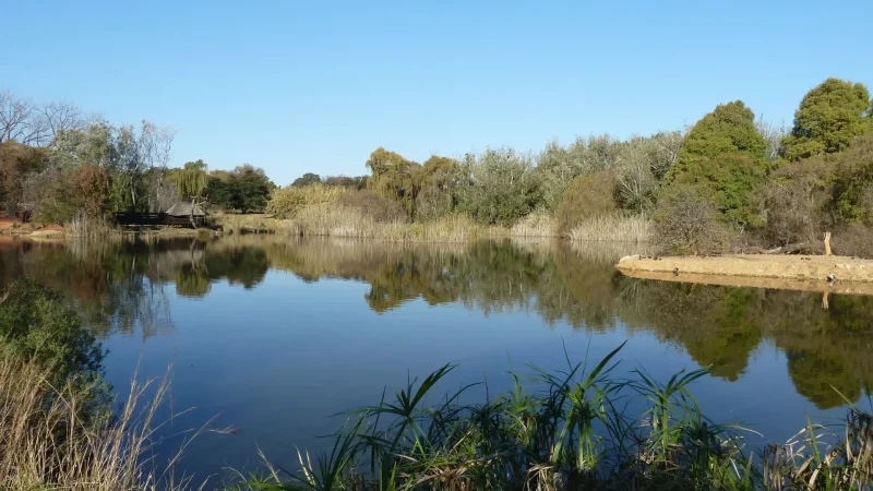 Austin_Roberts_Bird_Sanctuary_тАУ_Wetland_birdlife_03