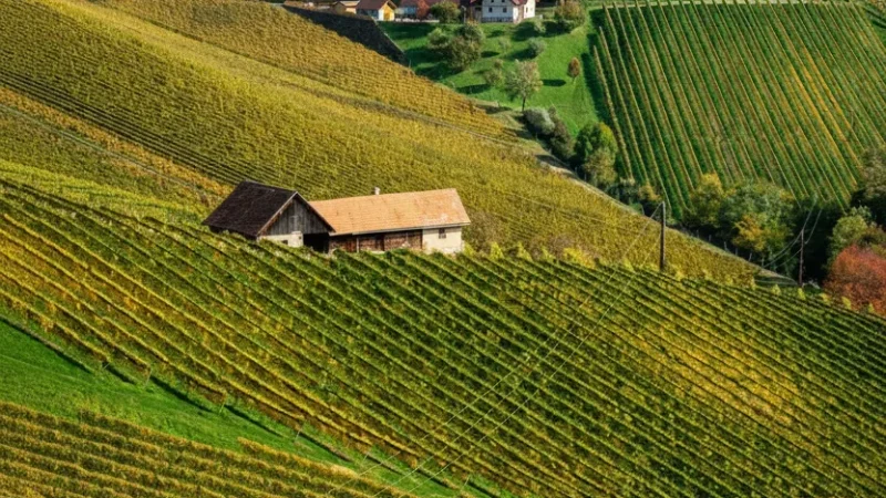 Autumn Harvest Areas – Seasonal Grape Scenery(2)
