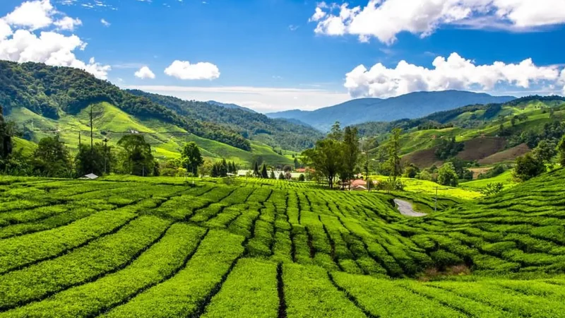 BOH_Tea_Plantation_04