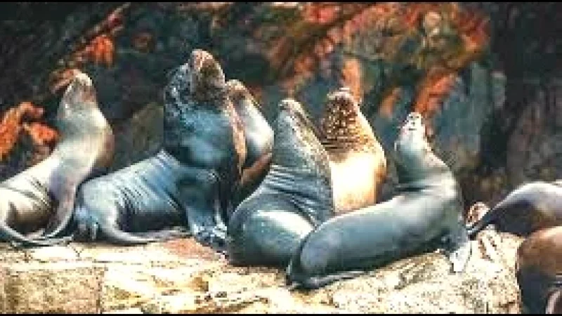 Ballestas Islands – Famous for sea lions and seabir(3)