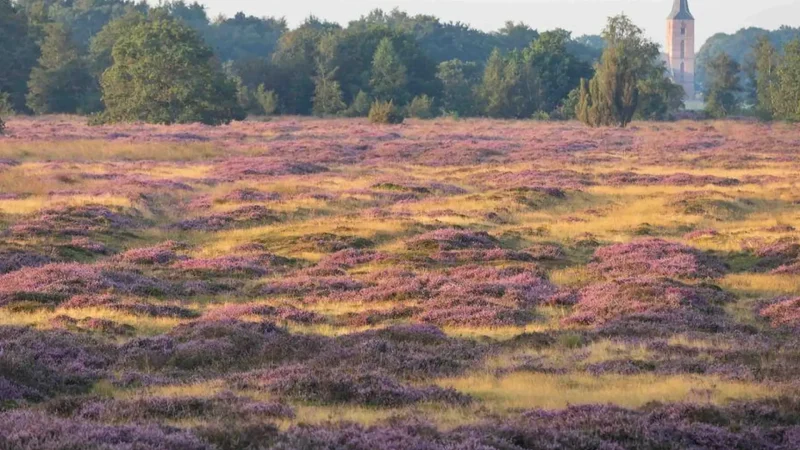 Balloo├лrveld_Heath_03