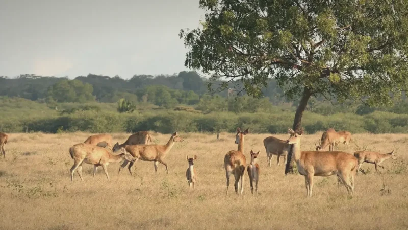 Baluran National Park(5)