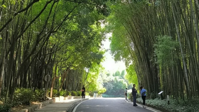 Bamboo Forest Paths – Walking Trails(5)
