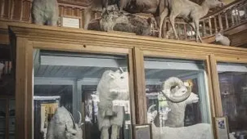 Banff Park Museum – Natural History(4)