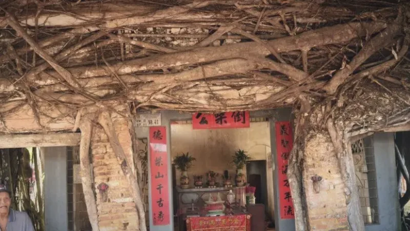 Banyan Tree Temple (Senggarang Village)(6)