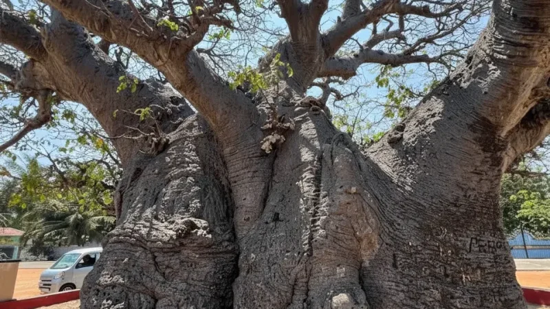 Baobab Tree 01