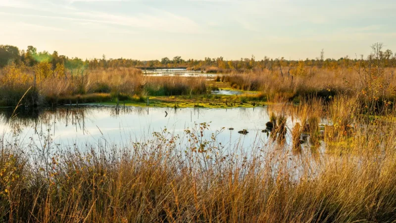 Bargerveen_Nature_Reserve_01