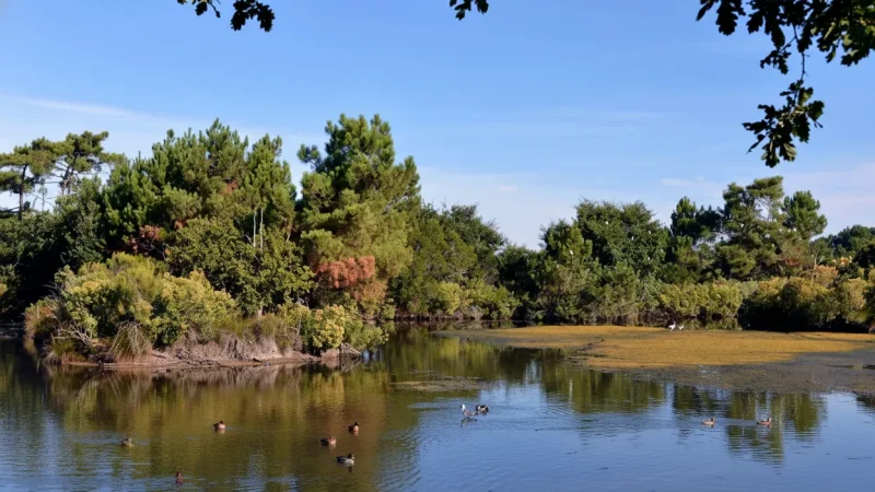 Bassin d’Arcachon Bird Reserve(1)