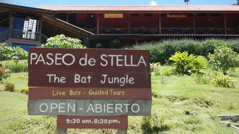 Bat Jungle Museum (1)