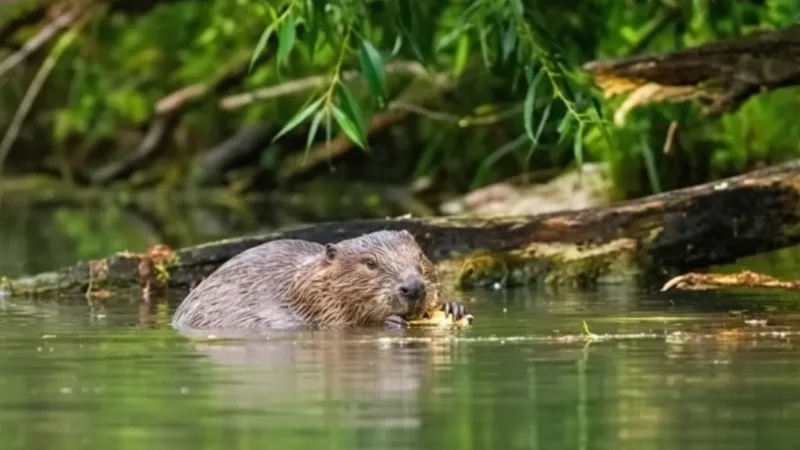 Beaver Observation Sites – Wildlife viewing spots(1)