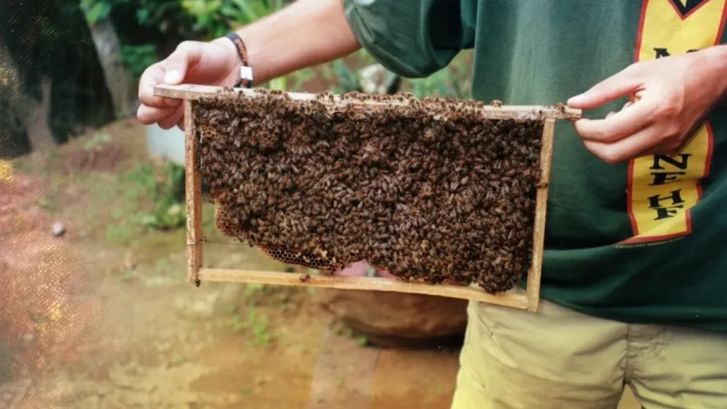 Beekeeping Houses – Honey tasting experiences(2)