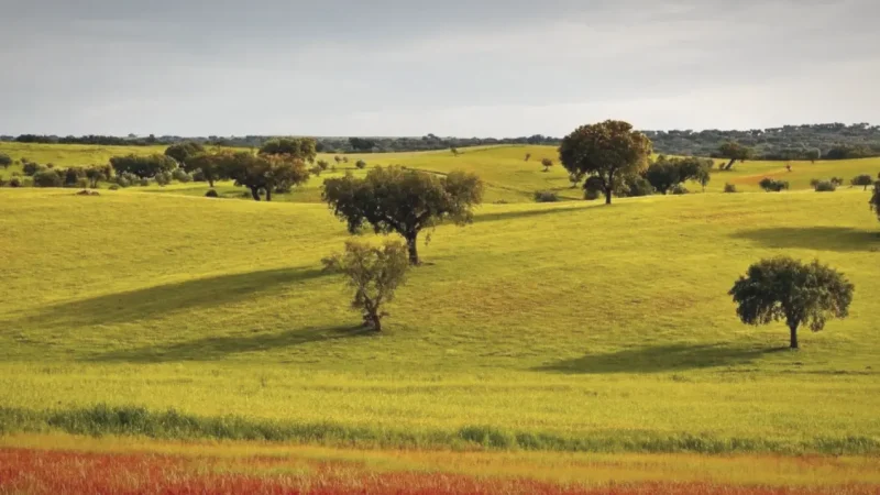 Beja Countryside(5)