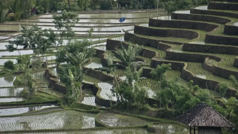 Belimbing Rice Terraces(6)