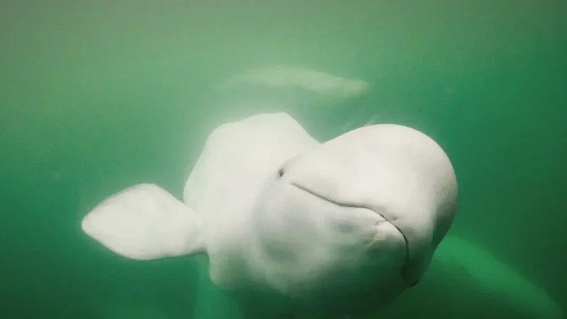 Beluga Whale Viewing Area(2)