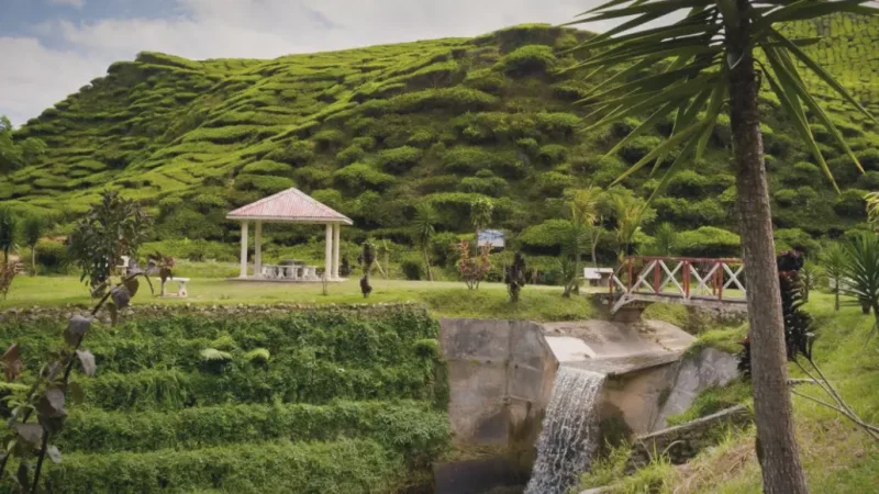 Bharat Tea Estate(4)