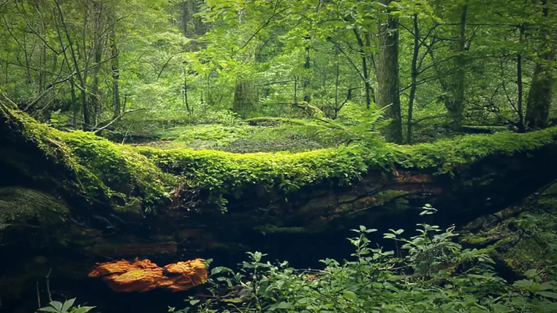 Białowieża National(4)