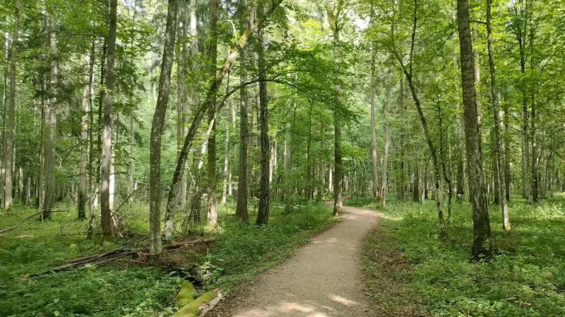 Białowieża_National_Park_01