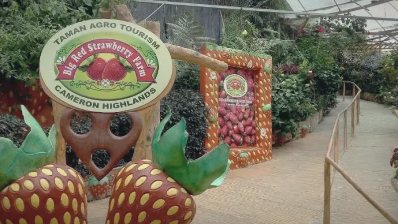 Big Red Strawberry Farm(2)