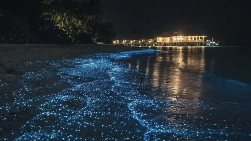 Bioluminescent Beach (Seasonal) – Glowing blue plankton at night(6)