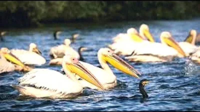 Bird Observation Area(3)