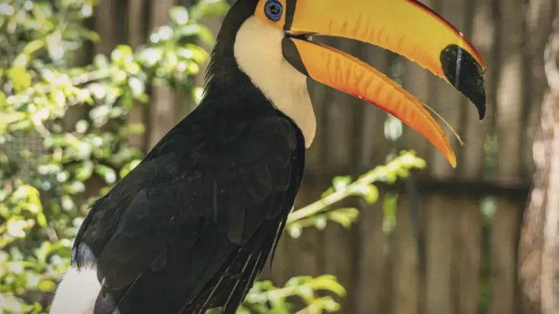 Bird Park – Tropical bird sanctuary(9)