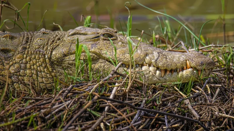 Bird Watching Spots – Natural River Habitats(4)