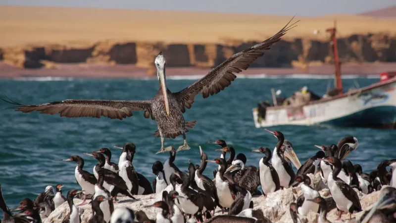 Bird_Observation_Areas_–_Spot_pelicans_and_cormorants__04