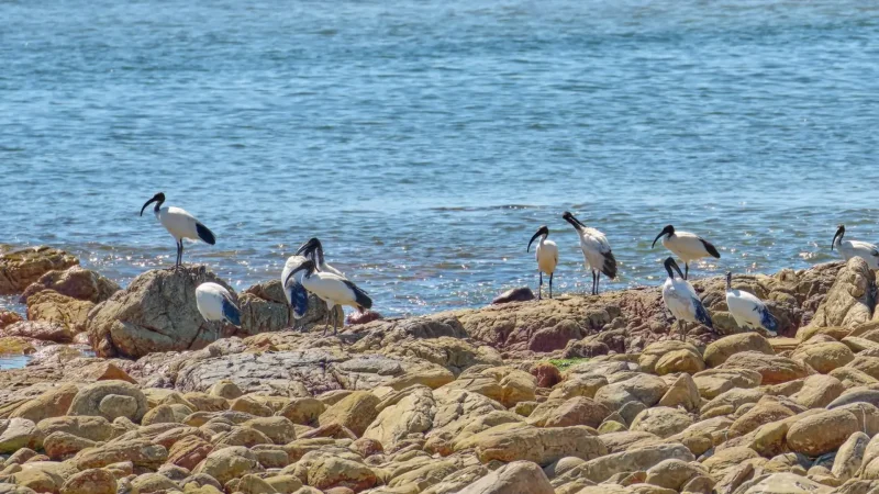 Bird_Watching_Areas_тАУ_Coastal_birdlife_05